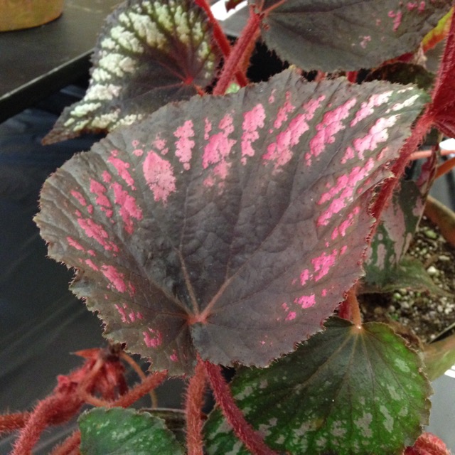 B. ‘Marian Ramirez’
